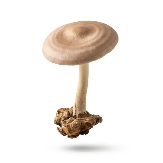 Tiger Milk Mushroom