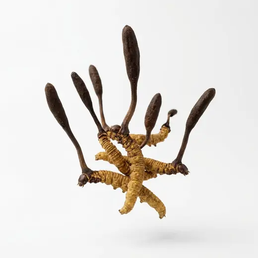 Cordyceps