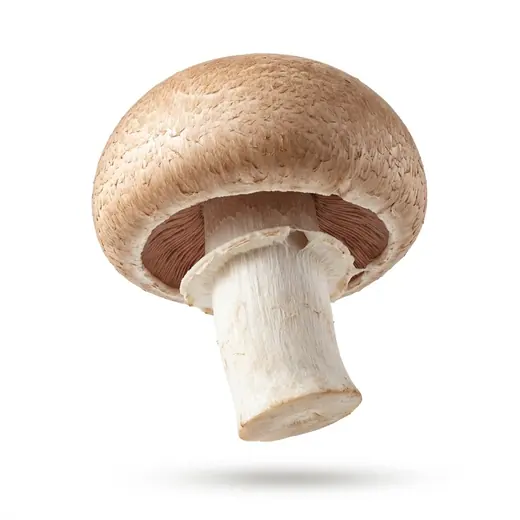 Agaricus Mushroom