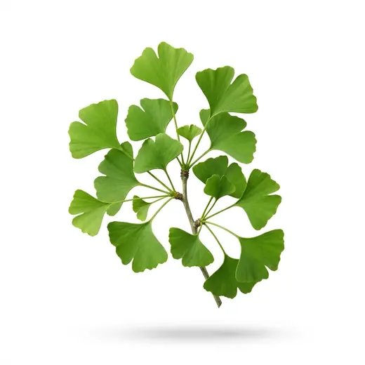 Ginkgo Biloba