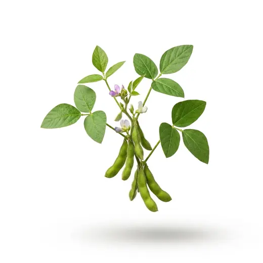 Soy Isoflavones