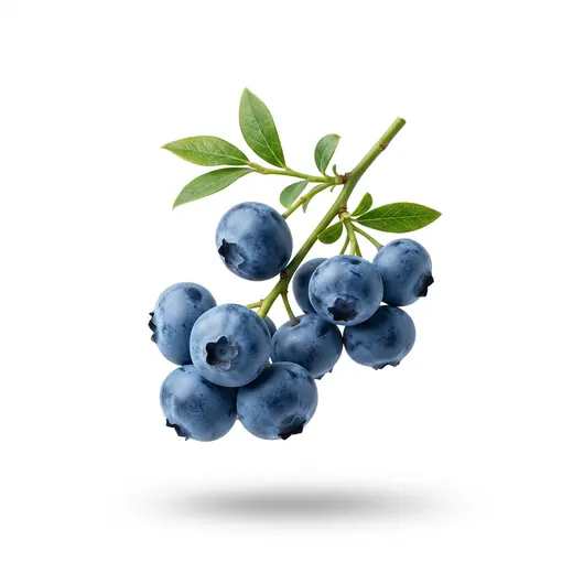 Blueberry Extract
