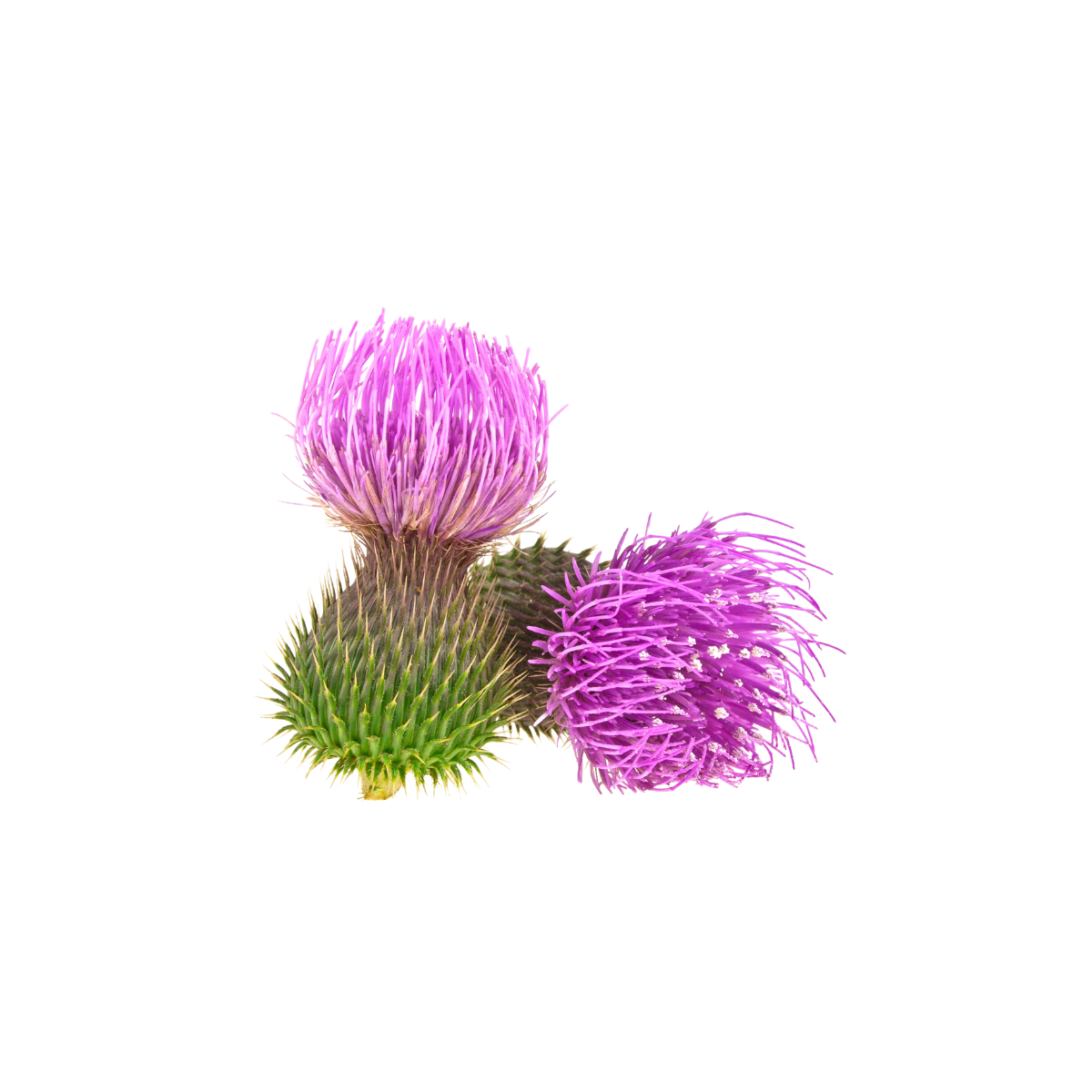 Milk thistle